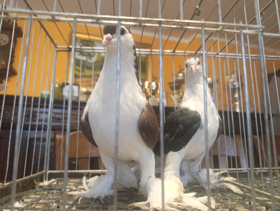 Lahor, lahory, gołębie ozdobne, wysyłam