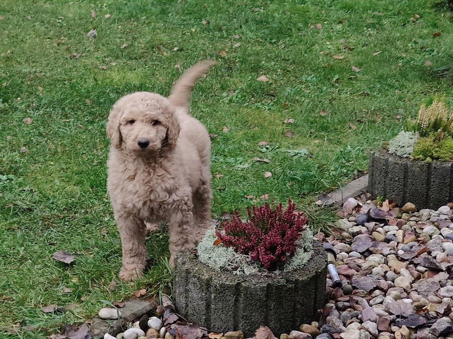 Pudel duży królewski sunia