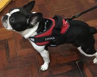 Peitoral para Cão XXS/XS/S/M/L/XL