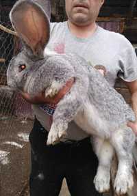 Продам кролей породы фландр