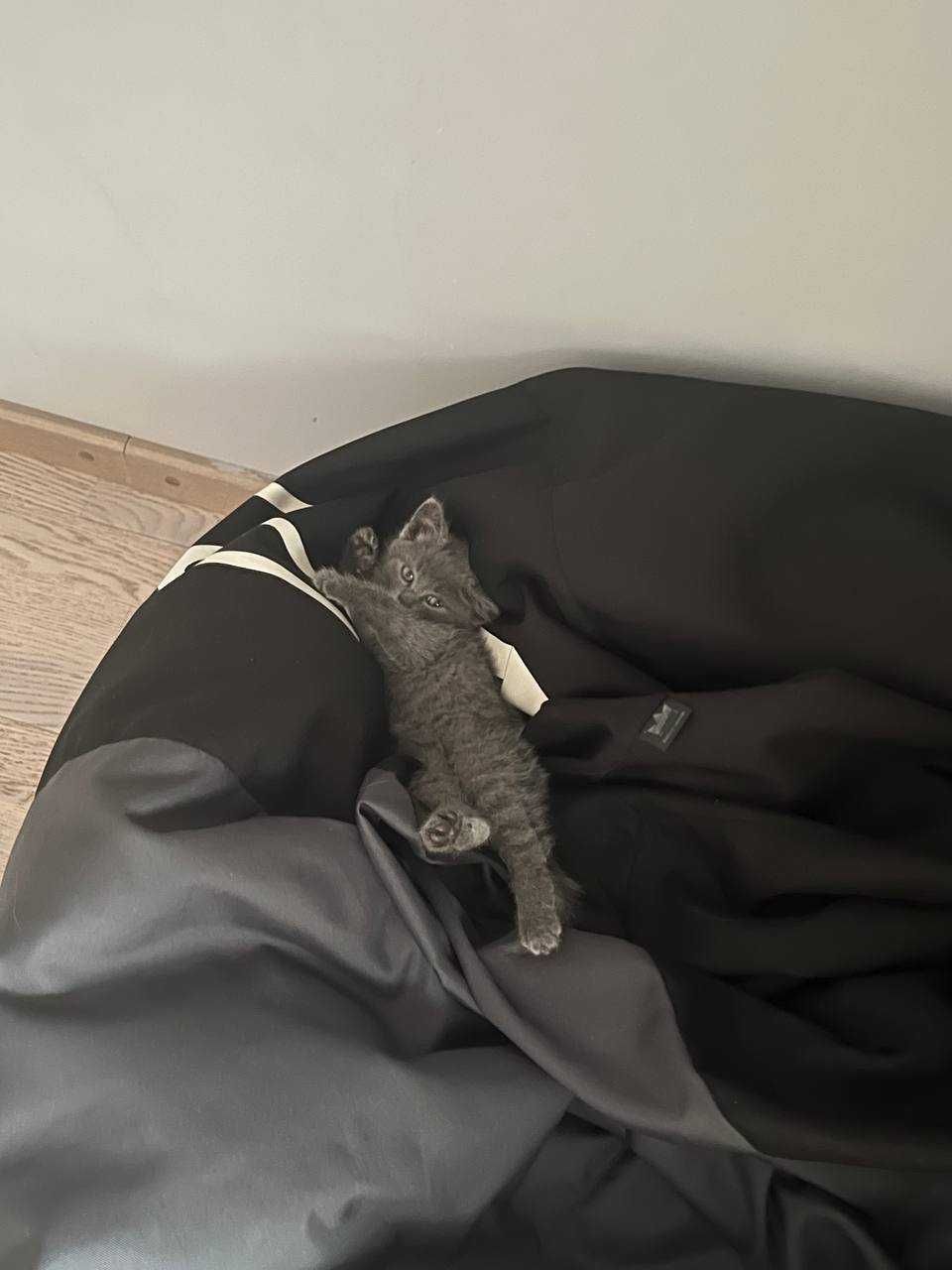 Котик - сіренький