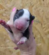 Bulterier, bull terrier pręgowany z białym,  clown face