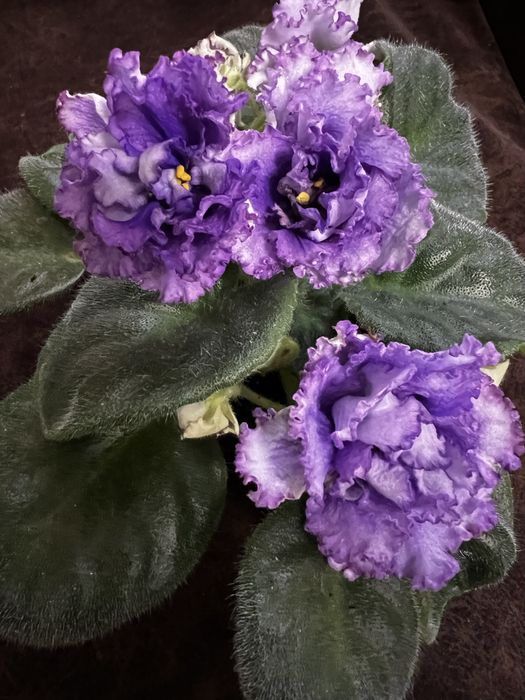 Фиалки, сенполии, листики