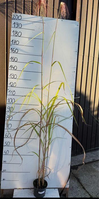 Miskant olbrzymi meidl 2 l