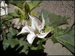 DATURA stramonium, nasiona, bieluń 10 zł za 100 nasion