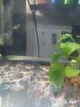 Corydoras em Faro