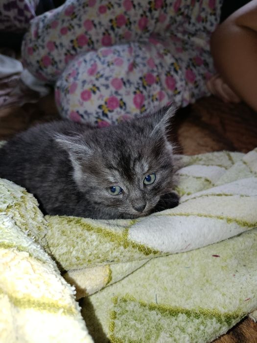 Отдам красивых котят