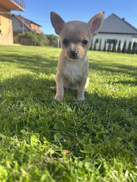 Beżowa suczka Chihuahua xxs