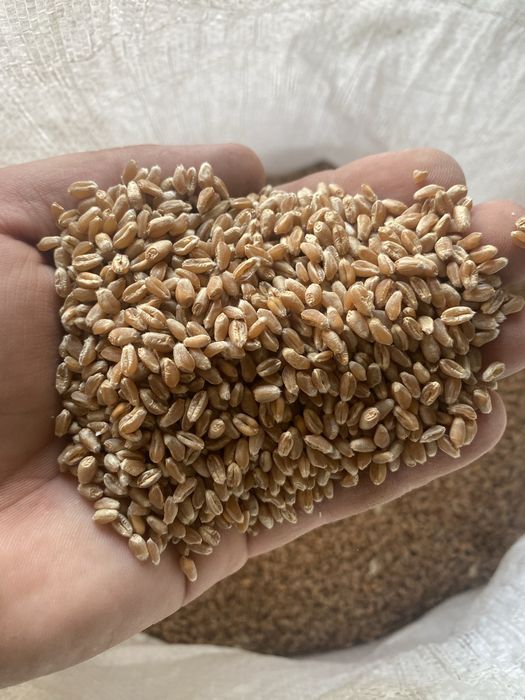 Продам пшеницю OSHAWA, ціна 15 грн за кг