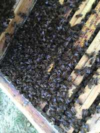 Tegoroczne rodziny pszczele na ramce wielkopolskiej - buckfast, kraink