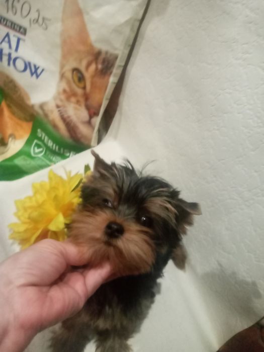 Очаровательная блондинка