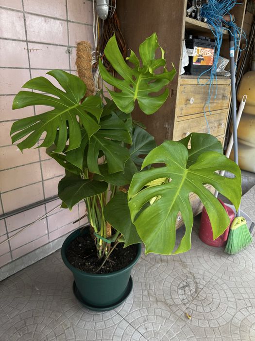 Monstera  adulta