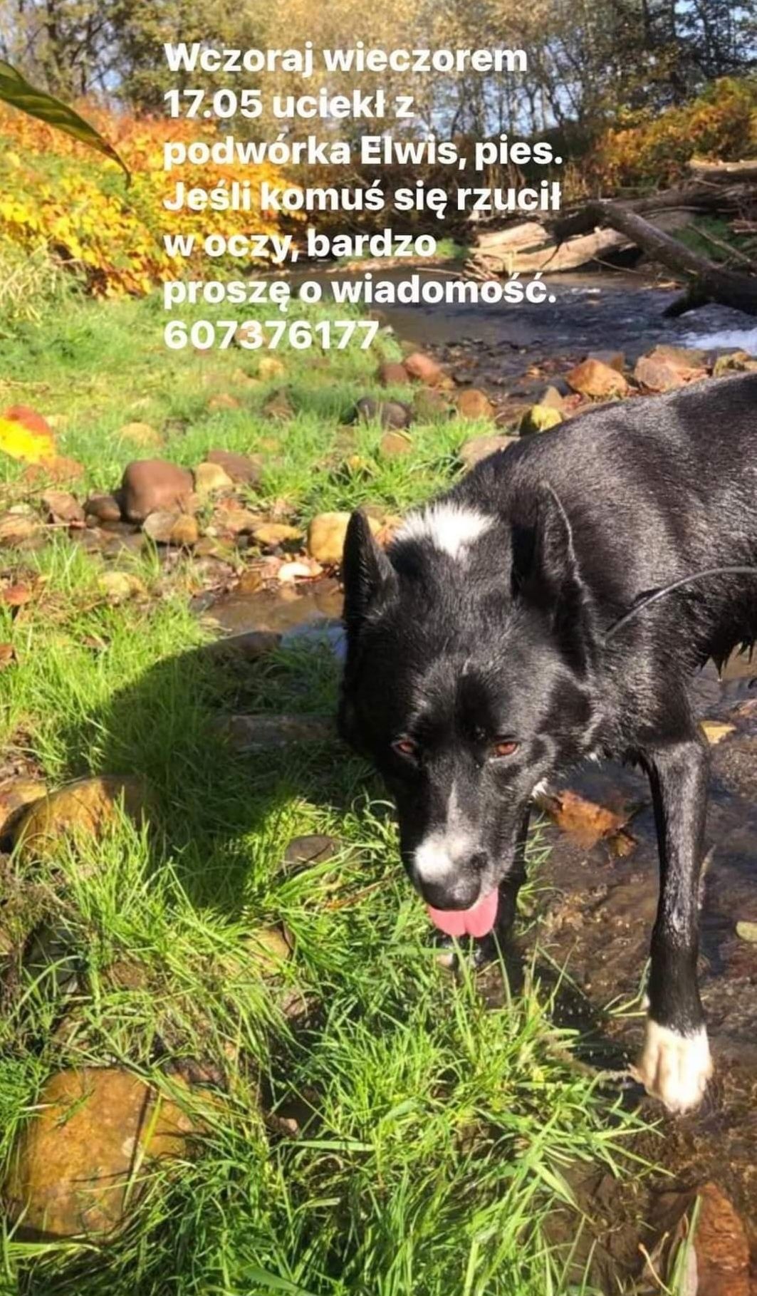 Zaginął wabi się Elvis