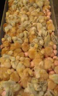 Курчата та інкубаційні яйця