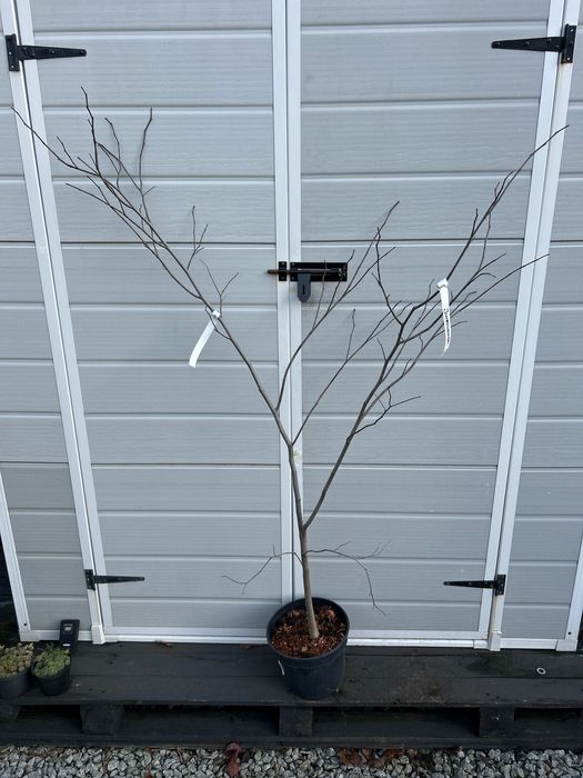 Judaszowiec kanadyjski