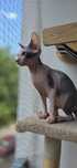 WCF DON Sphynx kotek