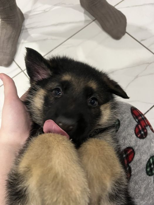 Щенки немецкой овчарки