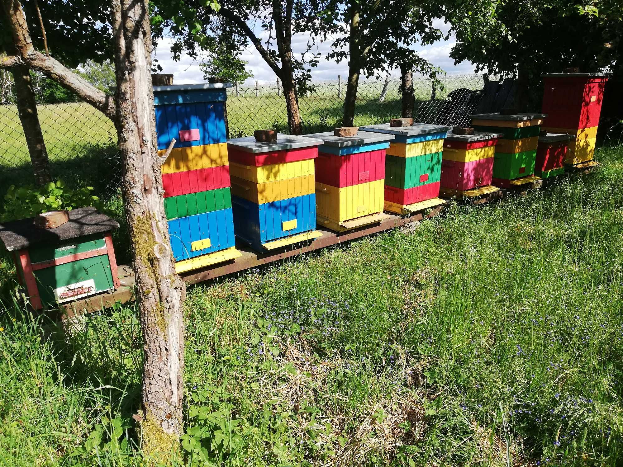 odkłady pszczele, pszczoły, miód