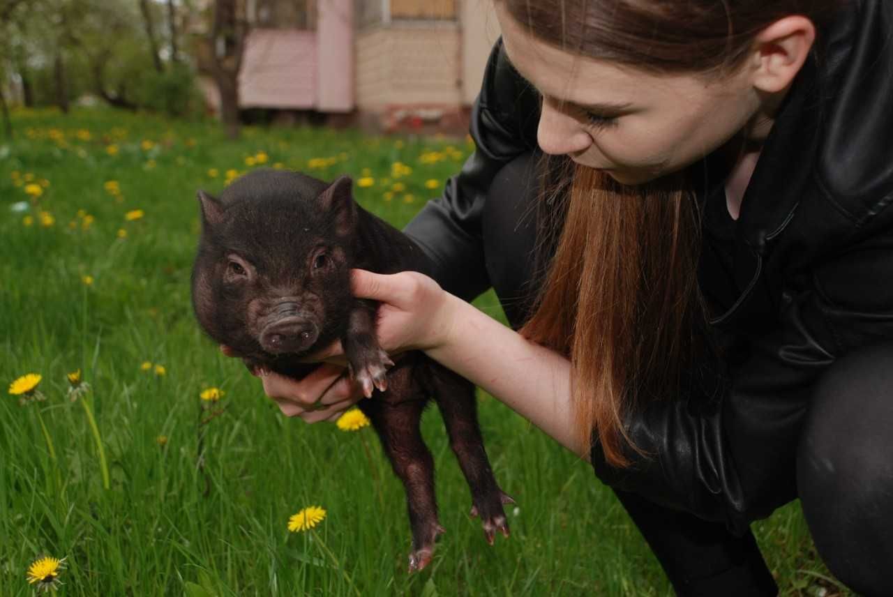 Поросята Mini Pig, карликовые свинки породы бергштрессер книрт