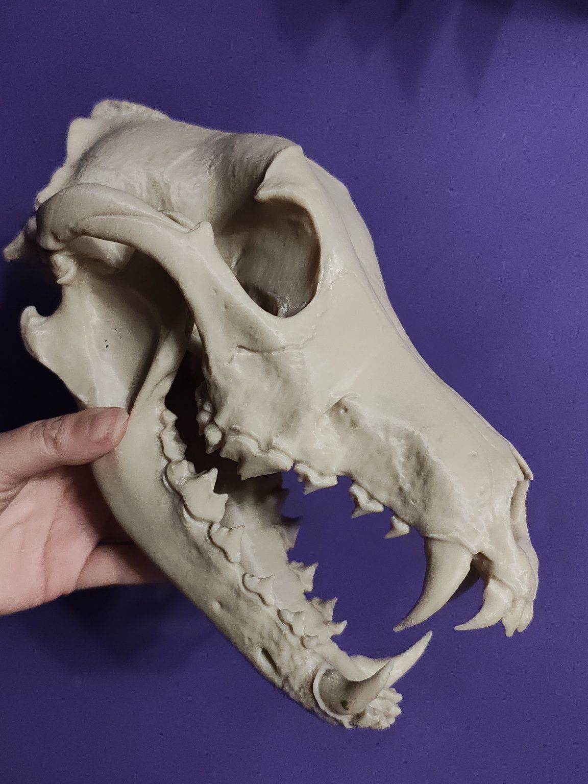 Model 3d wilk szary