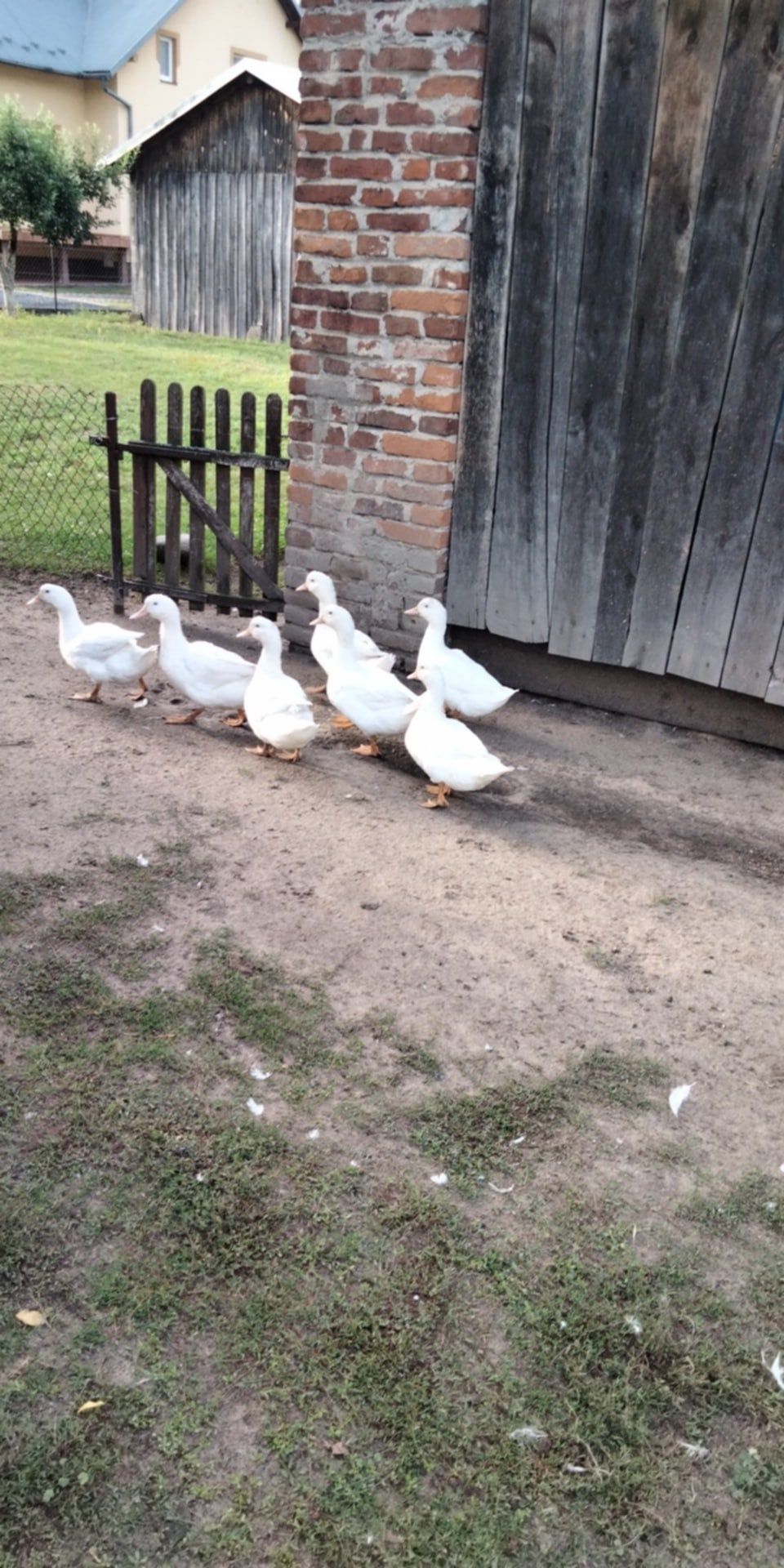 Na sprzedaż kaczki Pekin