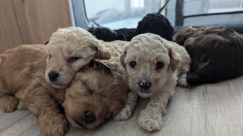 Maltipoo F1b przytulanki