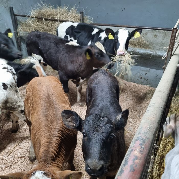 Skup cieląt i bydła