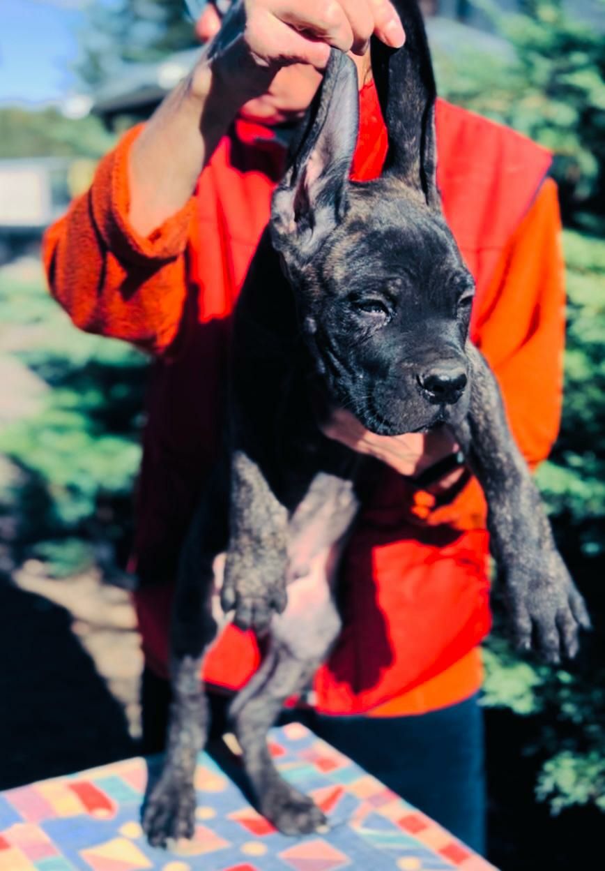 Cane corso-szczenie z rodowodem FCI