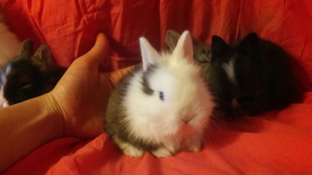 Карликовые супер мини кролики-милейшие малышки!!!