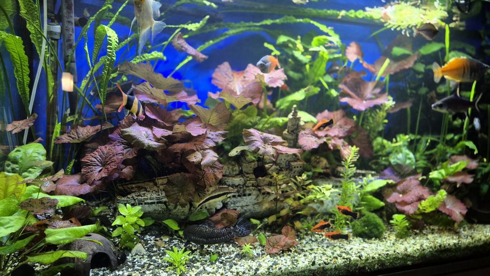 Rośliny akwariowe Limnophilia, Rotala, Bakopa, Kryptokoryny, Lotos