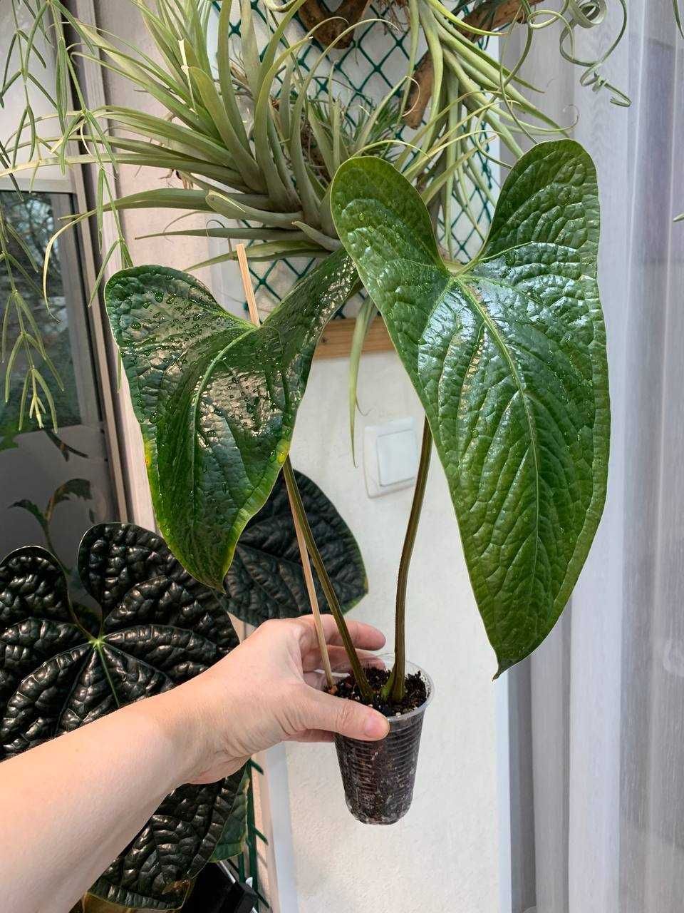 Антуріум Green Crocodile (Anthurium moronense x luxurians)
