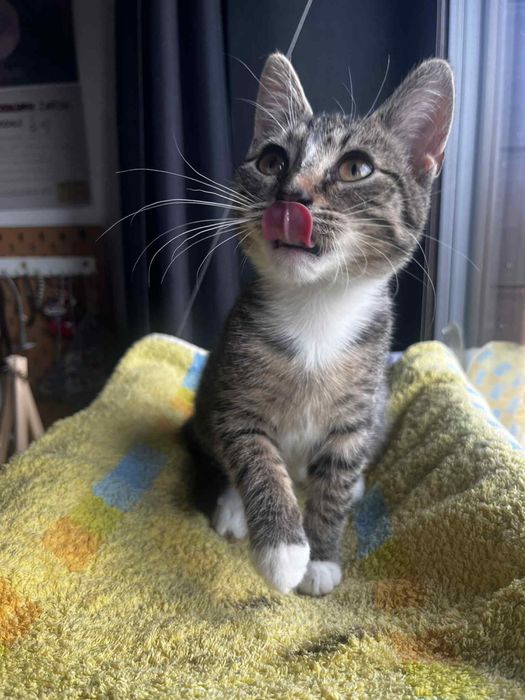 Dora - czarujące kocie dziecko