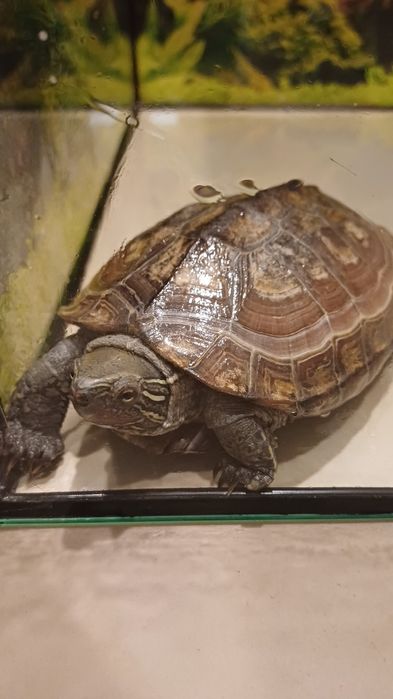 Żółw chiński wodno-lądowy