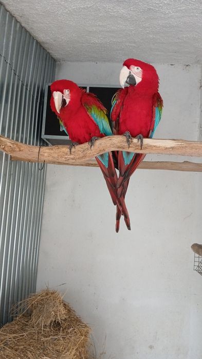 Casal de araras vermelhas