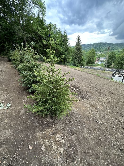 Świerk srebrny ogordzenie żywopłot sadzenie transport