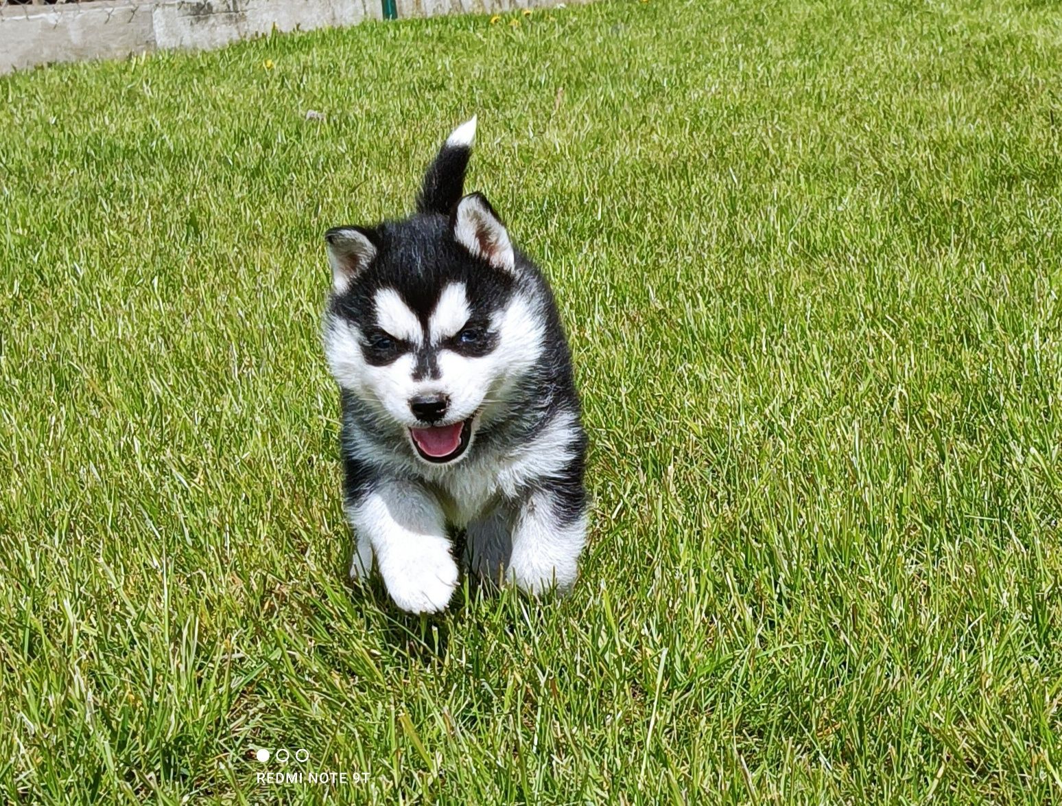 Niebieskooki szczeniaczek Siberian husky z elitarnym rodowodem