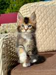 Marvel-kocurek Maine Coon