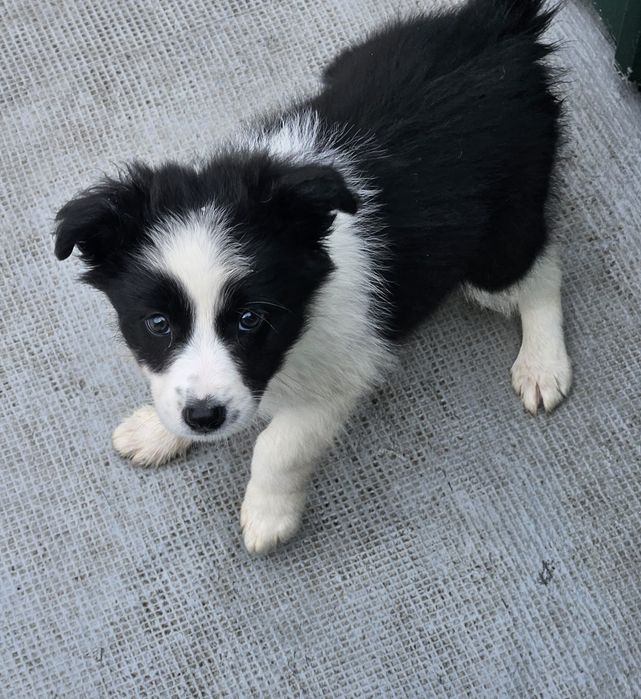 Border collie fêmea pura
