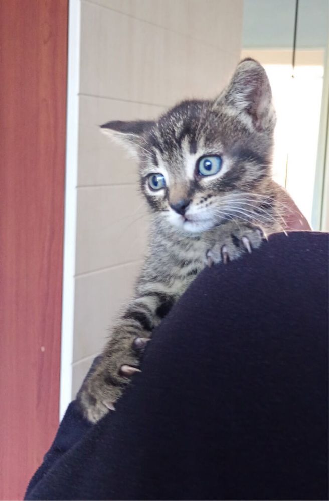 Kotki do adopcji tychy