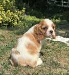 Cavalier king charles spaniel szczeniak ekstra klasa z rodowodem