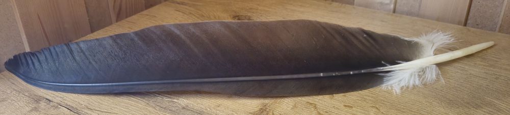 Piórko do kapelusza góralskiego