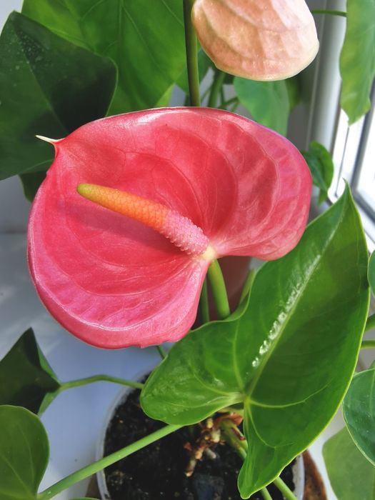 Антуріум рожевий