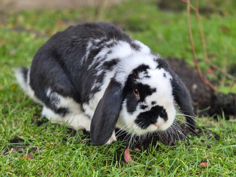Królik rasy baran francuski samiec