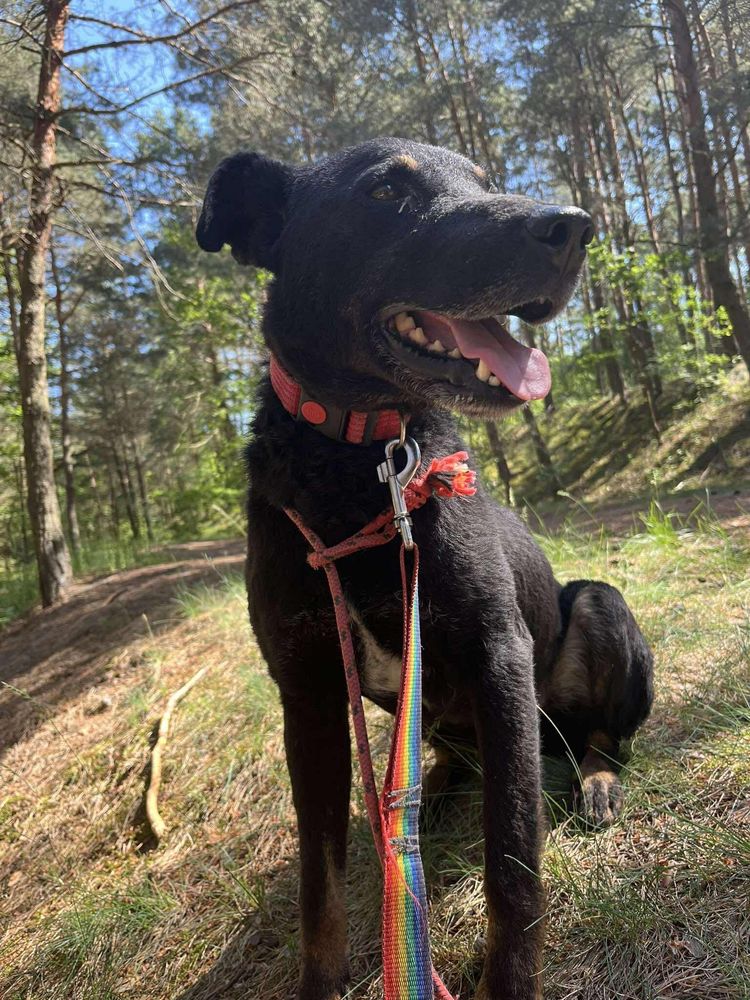 Husy w typie dobermana rozgląda się za domem