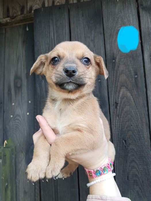 Szczeniaczki szukają domków