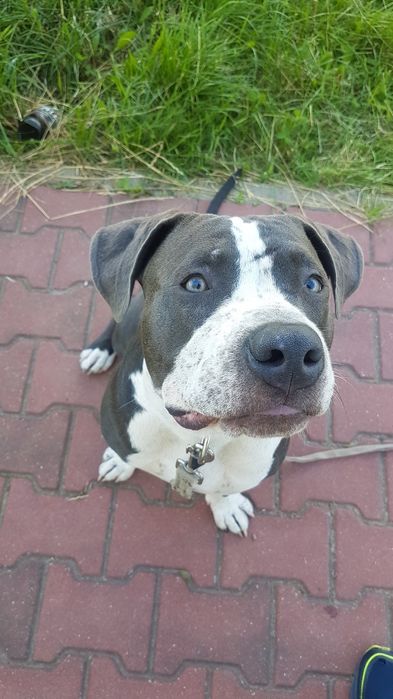 Behawiorysta psów | Szkolenie psów | Korekta psa agresywnego