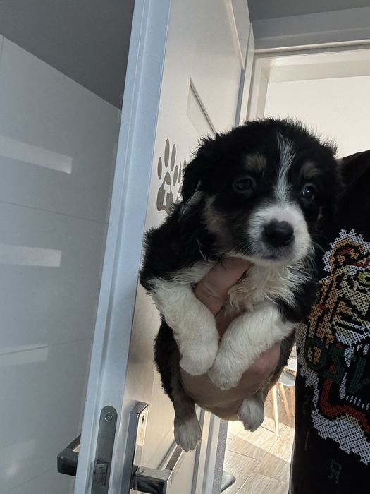 Border collie tri color
