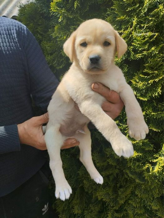 Продам чудових Лабрадорчиків