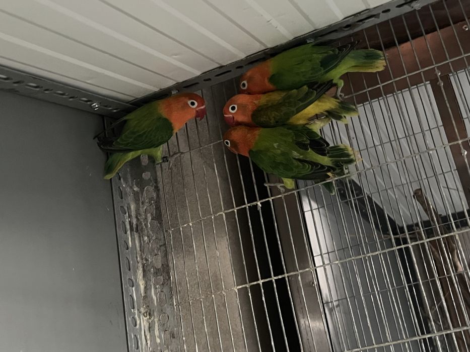 agapornis Fischers de 2025