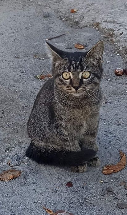 Кошеня хлопчик 3 місяці